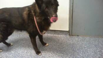 A1270904 -  German Shepherd Dog Dog for Adoption in Charlotte, North Carolina - A1270904 | PetCurious