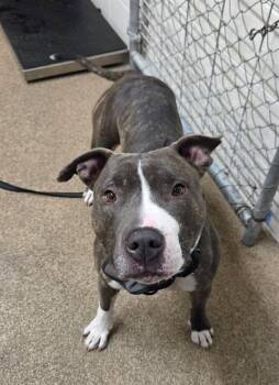 Lowki -  Pit Bull Terrier and Mixed Breed Dog for Adoption in Fruit Heights, Utah - Lowki | PetCurious