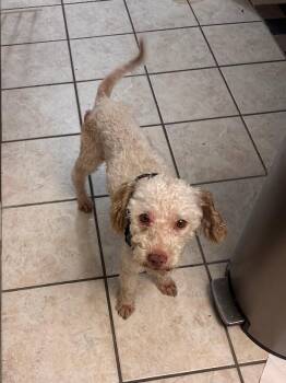 Harry -  Poodle Dog for Adoption in Los Angeles, California - Harry | PetCurious
