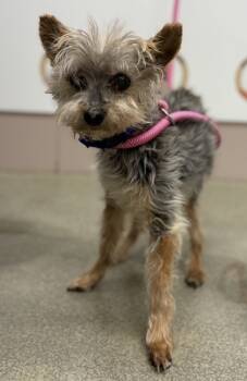 Rescue Yorkshire Terrier and Mixed Breed Dogs for Adoption in Valley View, Ohio - Skipper | PetCurious