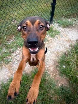 Crowley -  Mixed Breed Dog for Adoption in Greensburg, Indiana - Crowley | PetCurious