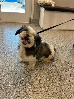 Mixed Breed Dogs Available for Adoption in Palmetto, Florida - A135835 | PetCurious