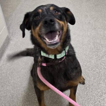 Gwen -  Rottweiler and Australian Shepherd Dog for Adoption - Gwen | PetCurious