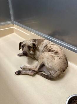 Nova -  Catahoula Leopard Dog and Pit Bull Terrier Dog for Adoption in Burgaw, North Carolina - Nova | PetCurious