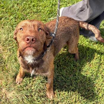 Pumbaa -  Chocolate Labrador Retriever and Terrier Dog for Adoption in Franklin, North Carolina - Pumbaa | PetCurious