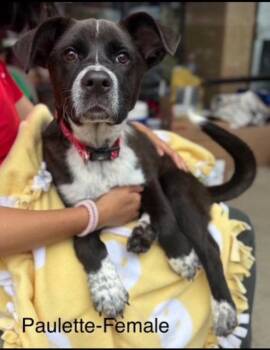 Labrador Retriever Dogs Available for Adoption in Sterling, Massachusetts - Paulette 5 Months Ava 5/13 | PetCurious