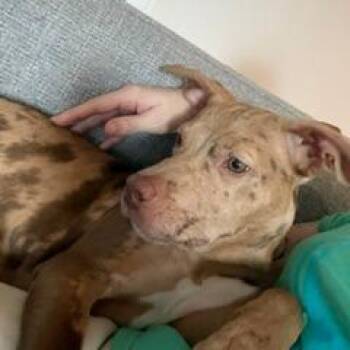 Gillian D71695 -  Catahoula Leopard Dog and Mixed Breed Dog for Adoption in Minnetonka, Minnesota - Gillian D71695 | PetCurious
