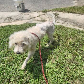 Ernie -  Miniature Poodle and Maltese Dog for Adoption in Evensville, Tennessee - Ernie | PetCurious