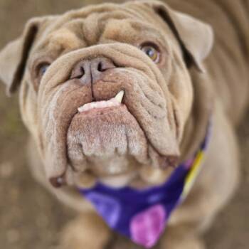 English Bulldog Dogs Available for Adoption - SIR STUFFY | PetCurious
