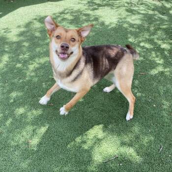 Shepherd Dogs Available for Adoption in Loxahatchee Groves, Florida - Angel 4637 | PetCurious
