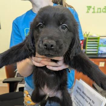 Mixed Breed Dogs Available for Adoption - Chuckie | PetCurious