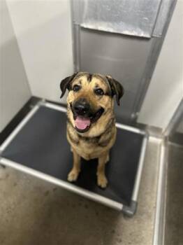 Champ -  Mixed Breed Dog for Adoption in West Chester, Pennsylvania - Champ | PetCurious