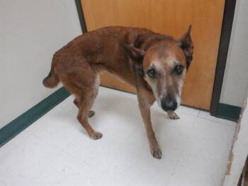 Australian Cattle Dog Blue Heeler and Mixed Breed Dogs Available for Adoption in Oroville, California - MUFFIN | PetCurious