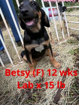 BETSY -  Labrador Retriever Dog Available for Adoption in Pomfret, Connecticut - BETSY | PetCurious