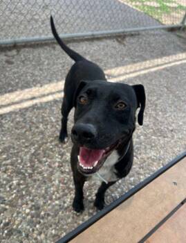 Rescue Black Labrador Retriever Dogs for Adoption in Elizabeth, Colorado - Jackson | PetCurious