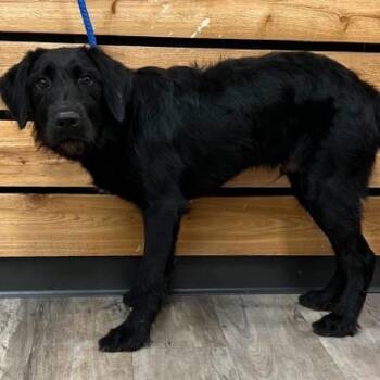 Bo -  Black Labrador Retriever Dog for Adoption in Mount Pleasant, Texas - Bo | PetCurious
