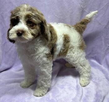 Cockapoo Dogs Available for Adoption in Rossford, Ohio - CLOVER (ohiosdrescue@gmail.com) | PetCurious