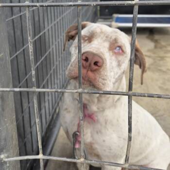 Pit Bull Terrier Dogs Available for Adoption - Ray | PetCurious