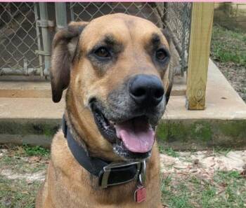 Sunny -  Great Dane Dog for Adoption in Ozark, Alabama - Sunny | PetCurious