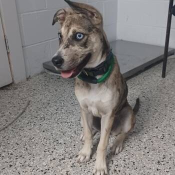 Catahoula Leopard Dog and Feist Dogs Available for Adoption in Hattiesburg, Mississippi - Powder Puff | PetCurious