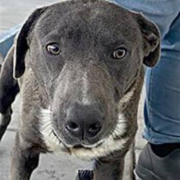 Grayboy - URGENT -  Labrador Retriever Dog for Adoption in Thousand Oaks, California - Grayboy - URGENT | PetCurious