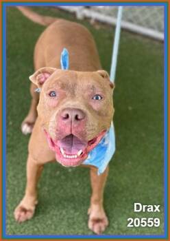 DRAX -  Pit Bull Terrier and American Staffordshire Terrier Dog for Adoption in Marietta, Georgia - DRAX | PetCurious