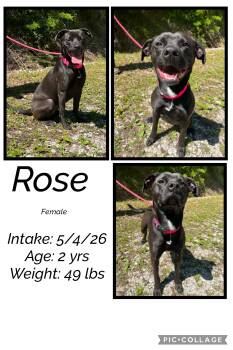 Rose -  Boxer Dog Available for Adoption in Staffordsville, Kentucky - Rose | PetCurious