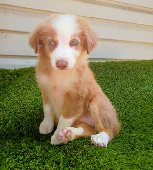 Cupcake  -  Australian Shepherd Dog for Sale in Fort Worth, Texas - Cupcake  | PetCurious