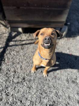 Mixed Breed Dogs Available for Adoption - Etch-A-Fetch | PetCurious