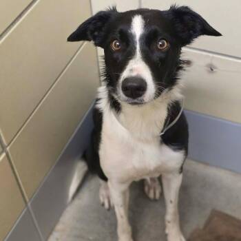 Nicole -  Border Collie Dog for Adoption in Fort Collins, Colorado - Nicole | PetCurious