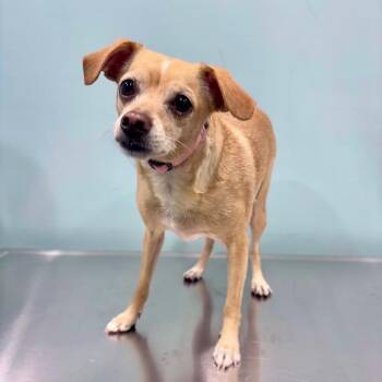 River -  Chihuahua and Mixed Breed Dog for Adoption in Portland, Oregon - River | PetCurious
