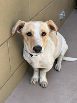 CARAMEL -  Dachshund and Mixed Breed Dog for Adoption in Riverside, California - CARAMEL | PetCurious