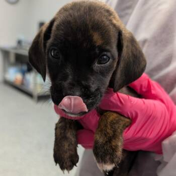 Pompey -  Mixed Breed Dog for Adoption in Greenville, South Carolina - Pompey | PetCurious