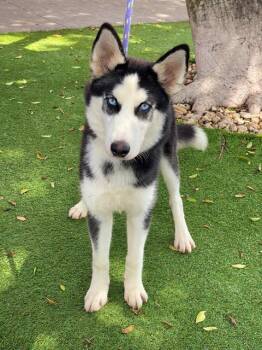 JADA -  Siberian Husky Dog for Adoption in Fort Myers, Florida - JADA | PetCurious