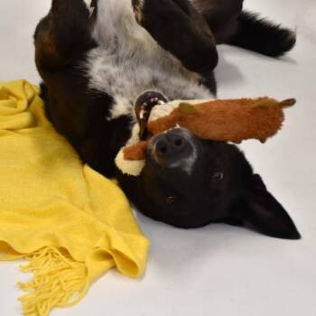 Rescue German Shepherd Dog and Collie Dogs for Adoption in Wharton, Texas - Hardy | PetCurious