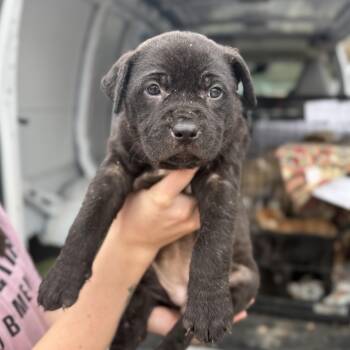 Mixed Breed Dogs Available for Adoption - Division | PetCurious