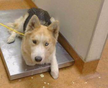 BLINKIN -  Siberian Husky and German Shepherd Dog Dog for Adoption in Sacramento, California - BLINKIN | PetCurious