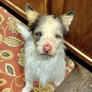 Terrier and Mixed Breed Dogs Available for Adoption - Kyon | PetCurious