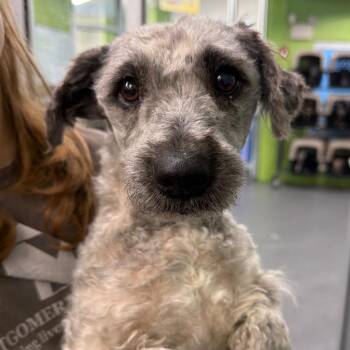 Miniature Poodle and Mixed Breed Dogs Available for Adoption in Montgomery, Alabama - Bishop | PetCurious