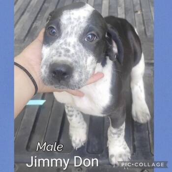 Jimmy Don -  Hound Dog for Adoption in Manchester, Connecticut - Jimmy Don | PetCurious