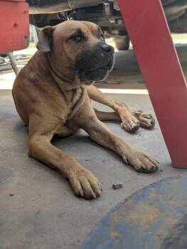 Rescue Mastiff and Pit Bull Terrier Dogs for Adoption in Dover, Arkansas - Pistachio | PetCurious