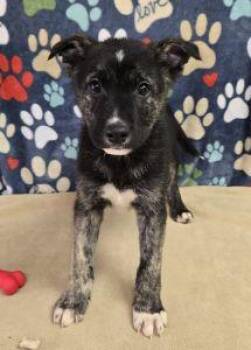 German Shepherd Dog Dogs Available for Adoption - Milo | PetCurious