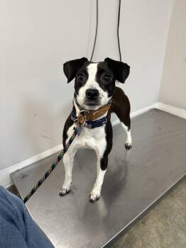 Jack Russell Terrier Dogs Available for Adoption - Cartina NJ | PetCurious