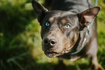 Doberman Pinscher and Mixed Breed Dogs Available for Adoption in Newberg, Oregon - Shadow | PetCurious