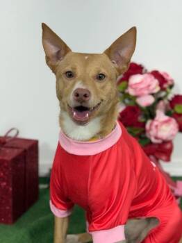 Carolina Dog and Basenji Dogs Available for Adoption - Cleo | PetCurious