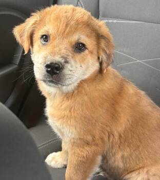 Labrador Retriever Dogs Available for Adoption in Krum, Texas - Hashbrown | PetCurious