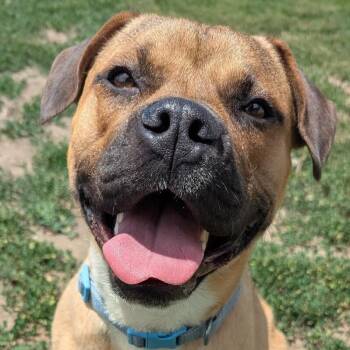 Max -  Pit Bull Terrier and Mixed Breed Dog Available for Adoption in Yankton, South Dakota - Max | PetCurious