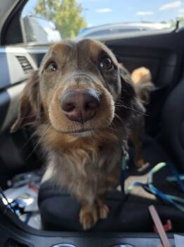 Leo cute dachshund -  Dachshund Dog for Adoption in Russiaville, Indiana - Leo Cute Dachshund | PetCurious