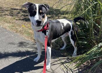 PETER -  Pit Bull Terrier and Mixed Breed Dog for Adoption in Mckinleyville, California - PETER | PetCurious