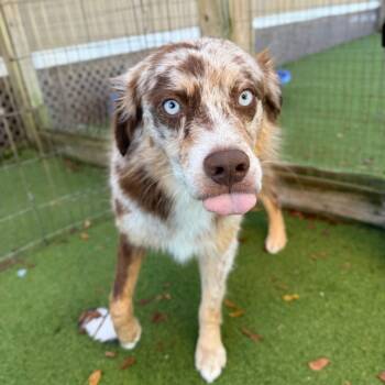 Rescue Australian Shepherd Dogs for Adoption in Loxahatchee Groves, Florida - Diesel 3447 | PetCurious